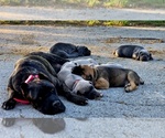 Small Photo #2 Cane Corso Breeder Profile in BANGS, TX, USA