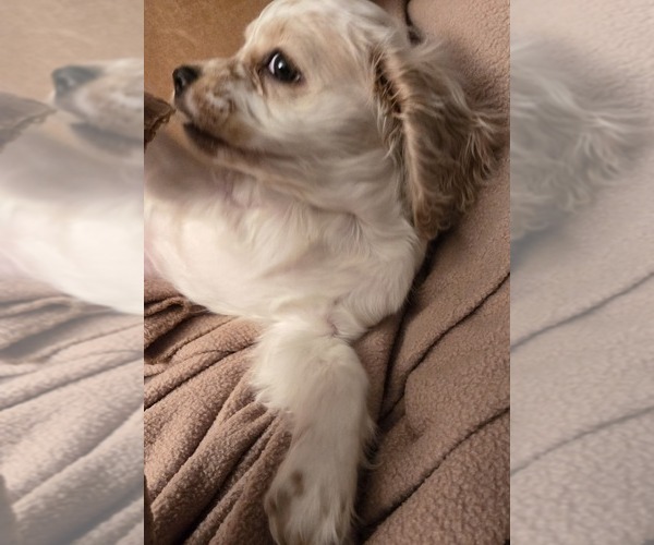 Medium Photo #1 Cocker Spaniel Breeder Profile in HOLYOKE, MA, USA