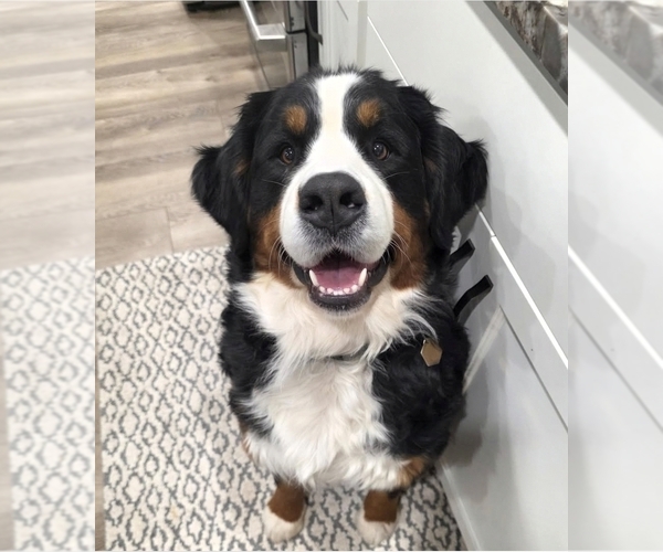 Medium Photo #2 Bernese Mountain Dog Breeder Profile in PAYSON, UT, USA