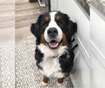 Small Photo #2 Bernese Mountain Dog Breeder Profile in PAYSON, UT, USA