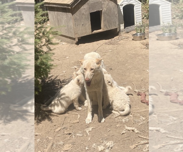 Medium Photo #12 Swiss Shepherd-Timber Wolf Mix Breeder Profile in MAD RIVER, CA, USA