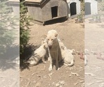 Small Photo #12 Swiss Shepherd-Timber Wolf Mix Breeder Profile in MAD RIVER, CA, USA