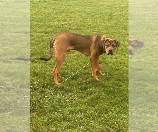 Medium Photo #1 Anatolian Shepherd-English Mastweiler Mix Breeder Profile in IRWIN, PA, USA