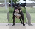 Small Photo #1 American Bully Breeder Profile in CHAMPAIGN, IL, USA
