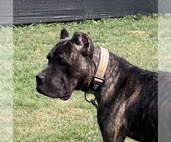 Medium Photo #2 Cane Corso Breeder Profile in MOUNT MORRIS, MI, USA