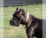 Small Photo #2 Cane Corso Breeder Profile in MOUNT MORRIS, MI, USA