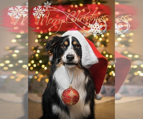 Medium Photo #2 Australian Shepherd Breeder Profile in SAINT JOHN, IN, USA