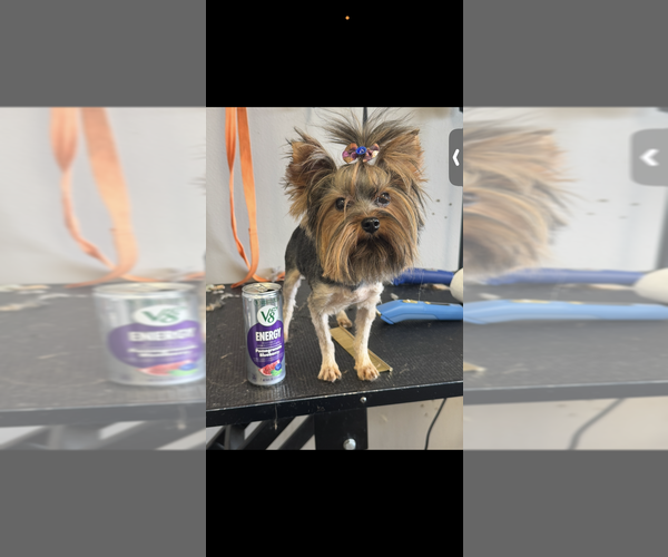 Medium Photo #2 Yorkshire Terrier Breeder Profile in DENHAM SPRINGS, LA, USA