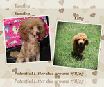 Small Photo #3 Poodle (Toy) Breeder Profile in CHANUTE, KS, USA