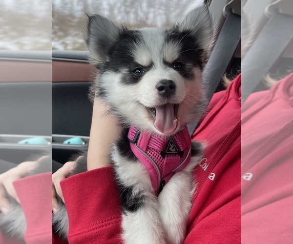 Medium Photo #7 Pomsky Breeder Profile in VENUS, PA, USA