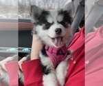 Small Photo #13 Pomsky Breeder Profile in VENUS, PA, USA