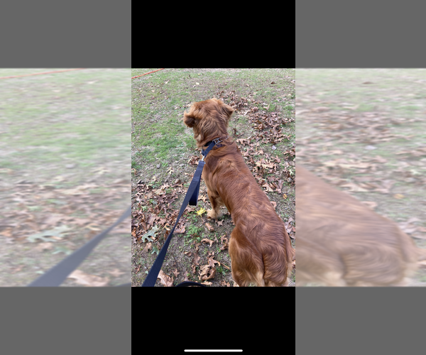 Medium Photo #3 Goldendoodle Breeder Profile in EXETER, RI, USA