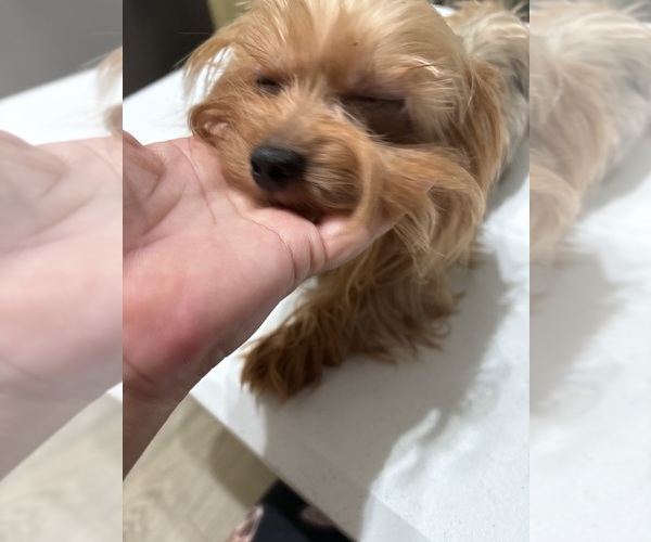 Medium Photo #1 Yorkshire Terrier Breeder Profile in BETHLEHEM, GA, USA