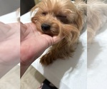 Small Photo #2 Yorkshire Terrier Breeder Profile in BETHLEHEM, GA, USA