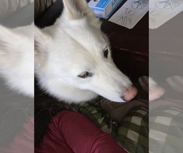 Medium Photo #3 Swiss Shepherd-Timber Wolf Mix Breeder Profile in MAD RIVER, CA, USA