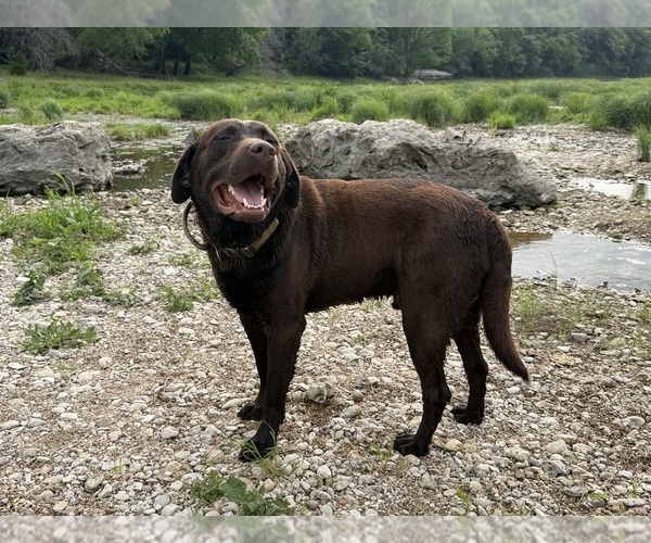 Medium Photo #2 Labrador Retriever Breeder Profile in WHITNEY, TX, USA