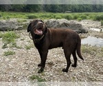 Small Photo #2 Labrador Retriever Breeder Profile in WHITNEY, TX, USA