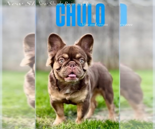 Medium Photo #1 French Bulldog Breeder Profile in HIGHLAND VILL, TX, USA