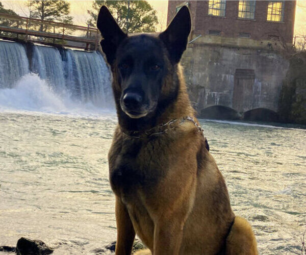 Medium Photo #1 Belgian Malinois Breeder Profile in THAYER, MO, USA