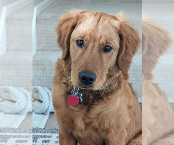 Medium Photo #6 Golden Retriever Breeder Profile in ROCHESTER, MN, USA