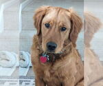 Small Photo #6 Golden Retriever Breeder Profile in ROCHESTER, MN, USA