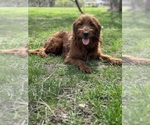 Small Photo #1 Goldendoodle (Miniature) Breeder Profile in GR BLANC, MI, USA