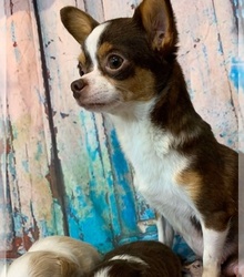 Mother's photo
