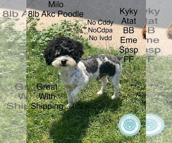 Medium Photo #1 Poodle (Miniature) Breeder Profile in CEDAR CITY, UT, USA