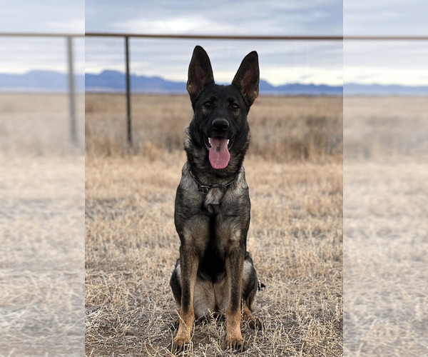 Medium Photo #4 German Shepherd Dog Breeder Profile in LAKE ELSINORE, CA, USA
