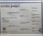 Small Photo #8 Vizsla Breeder Profile in GREENFIELD, IA, USA