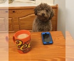 Small Photo #2 Poochon Breeder Profile in AUBURN, MA, USA