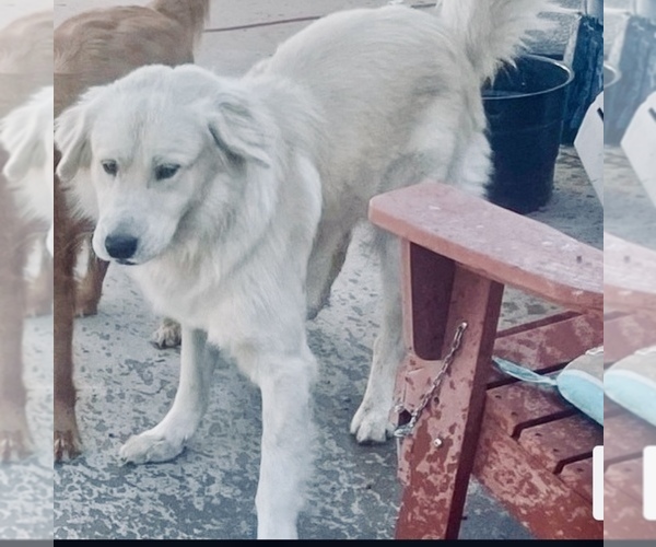 Medium Photo #1 Golden Retriever Breeder Profile in YUMA, AZ, USA