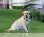 Small Photo #9 Labrador Retriever Breeder Profile in HYDE PARK, VT, USA