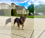 Small Photo #3 French Bulldog Breeder Profile in BURBANK, CA, USA