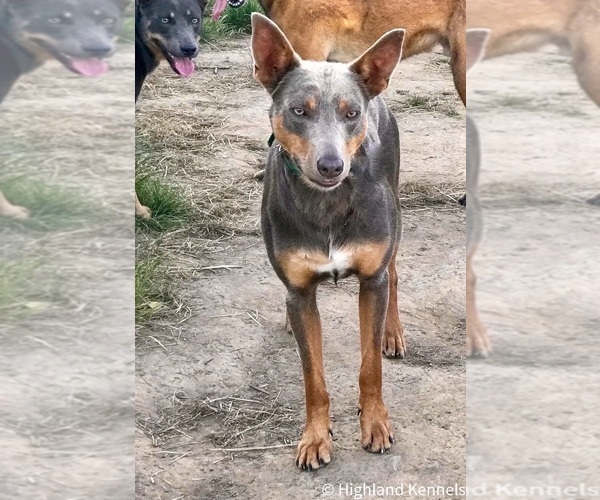 Medium Photo #1 Border Kelpie Breeder Profile in CAMAS, WA, USA