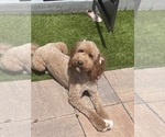 Small Photo #8 Goldendoodle Breeder Profile in GIBSONTON, FL, USA