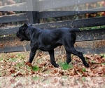 Small Photo #6 Cane Corso Breeder Profile in BEAVERDAM, VA, USA