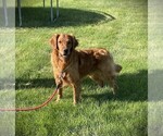Small Photo #2 Golden Retriever Breeder Profile in BAYARD, NE, USA