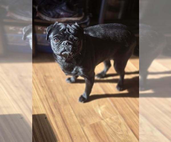 Medium Photo #5 Pug Breeder Profile in NEW IPSWICH, NH, USA