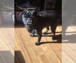 Small Photo #2 Pug Breeder Profile in NEW IPSWICH, NH, USA