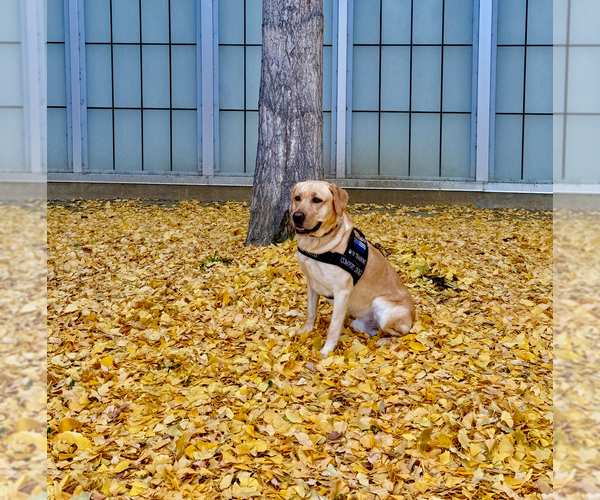 Medium Photo #2 Labrador Retriever Breeder Profile in BILLINGS, MT, USA