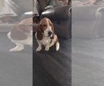 Small Photo #1 Basset Hound Breeder Profile in PORTLAND, TN, USA