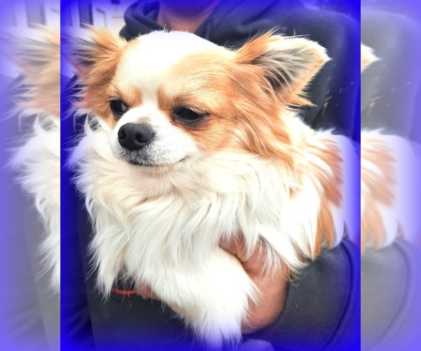 Medium Photo #1 Chihuahua Breeder Profile in SALINA, KS, USA