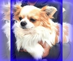 Small Photo #1 Chihuahua Breeder Profile in SALINA, KS, USA