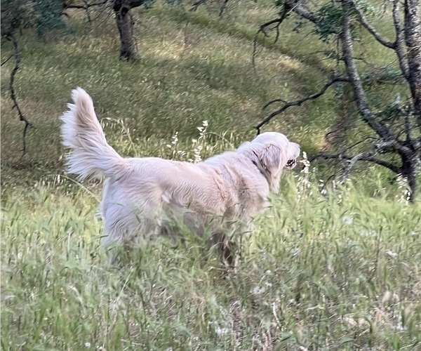 Medium Photo #6 English Cream Golden Retriever Breeder Profile in PLYMOUTH, CA, USA