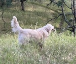 Small Photo #6 English Cream Golden Retriever Breeder Profile in PLYMOUTH, CA, USA