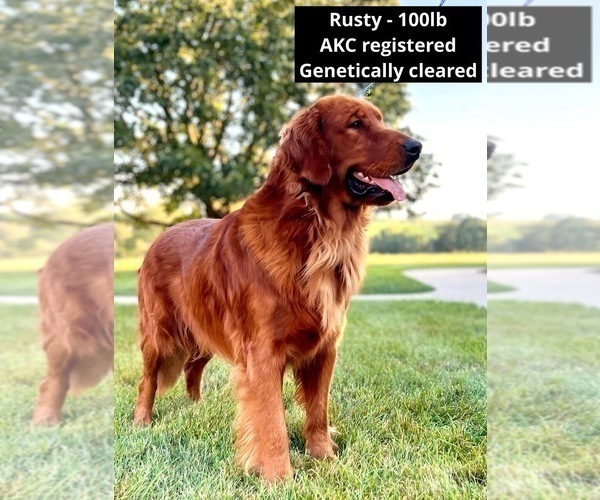 Medium Photo #2 Golden Retriever Breeder Profile in FREDERICKSBG, OH, USA