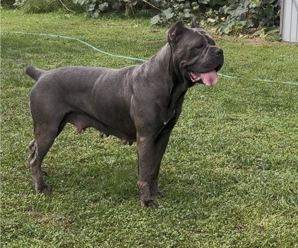 Medium Photo #1 Cane Corso Breeder Profile in MOUNT MORRIS, MI, USA