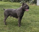 Small Photo #1 Cane Corso Breeder Profile in MOUNT MORRIS, MI, USA