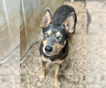Small Photo #6 Australian Kelpie Breeder Profile in CAMAS, WA, USA